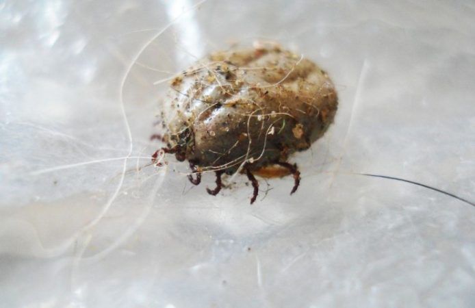 Acari, insetto nel materasso (Foto Canva) - sportnews.eu