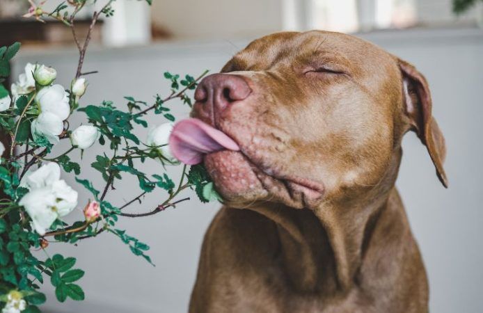 Cane lecca piedi