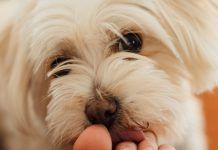 Cane lecca piedi