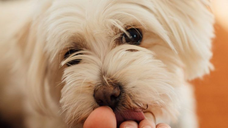 Cane lecca piedi