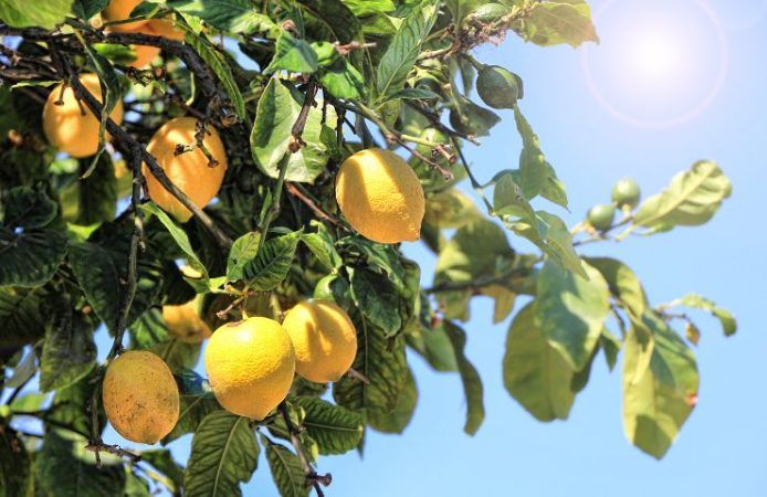 Limoni