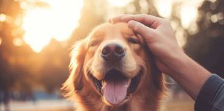 In quanto tempo si affeziona il cane?