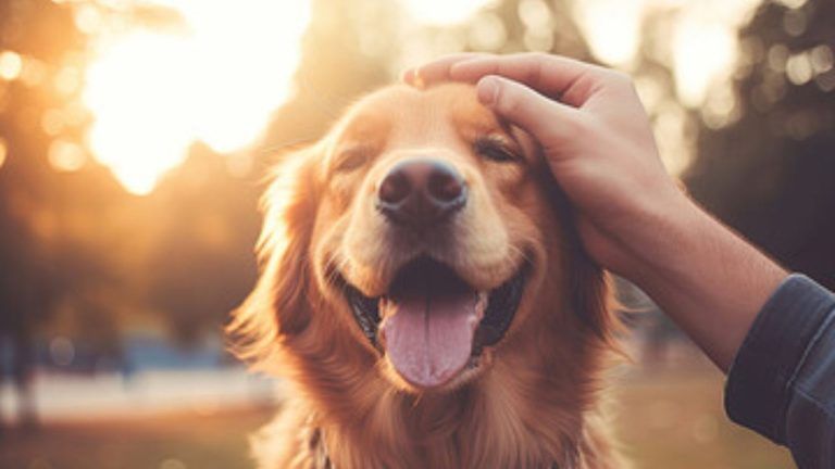 Dopo quanto tempo il cane si affeziona ad un essere umano? Dopo quanto tempo il cane si affeziona ad un essere umano?