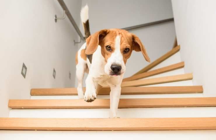 cane per le scale