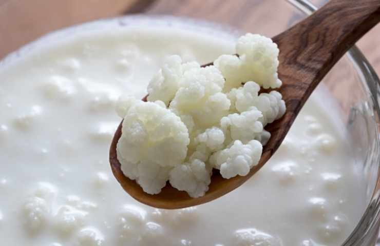 kefir