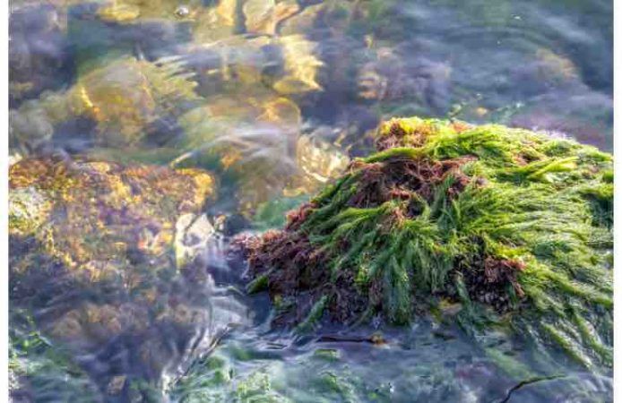 Muschio marino, come addensante