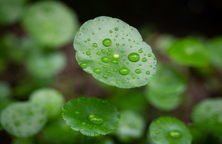 Centella asiatica