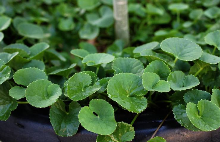 Centella asiatica