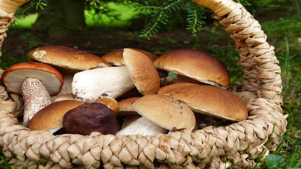 I funghi porcini i modi migliori per poterli usare in cucina