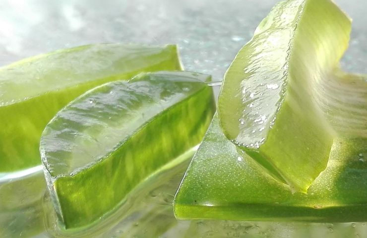 gel aloe vera punture zanzare