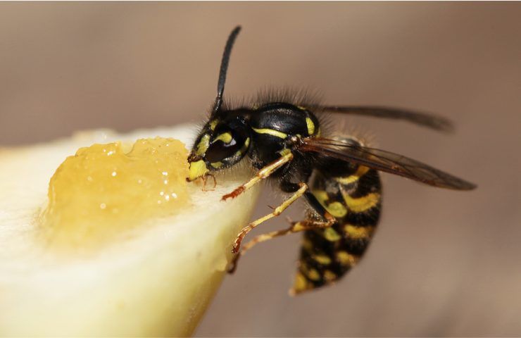 punture vespa come comportarsi rimedi cure