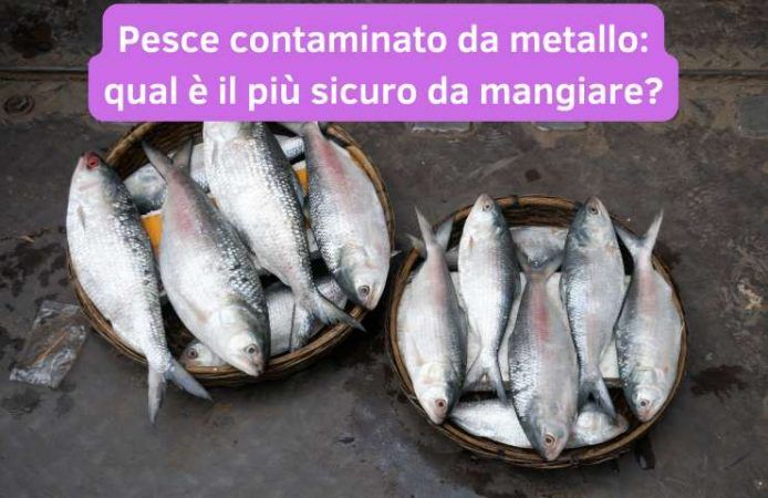 pesce metallo