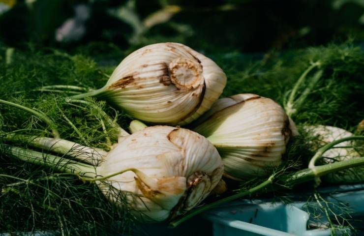 finocchio benefici nella dieta