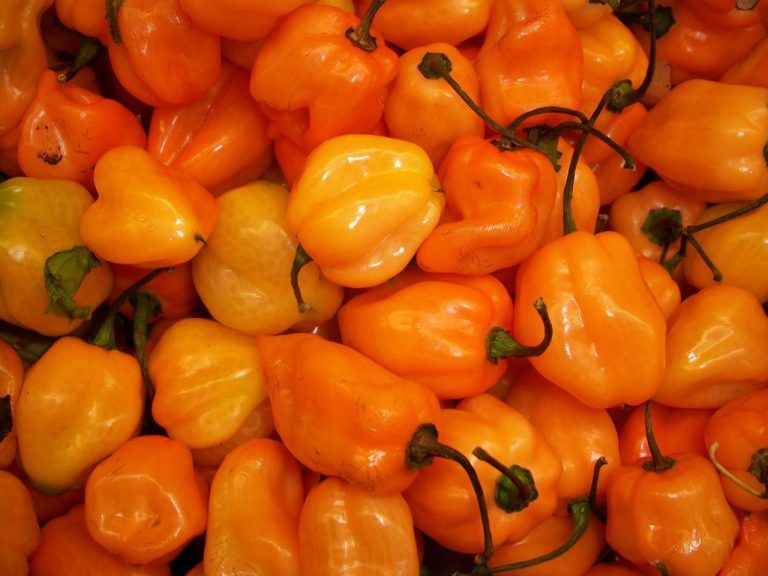 Biodisponibilità alimentare: proprietà benefiche dei peperoni